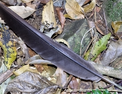 Ptilinopus magnificus