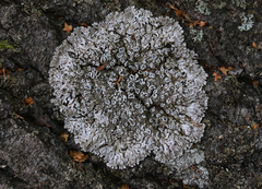 Physconia distorta