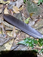 Ptilinopus magnificus