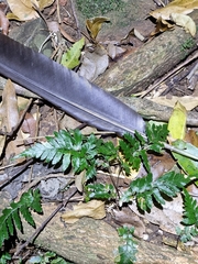 Ptilinopus magnificus