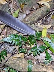 Ptilinopus magnificus