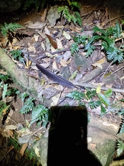 Ptilinopus magnificus