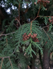 Thuja occidentalis