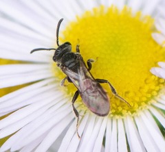 Apoidea