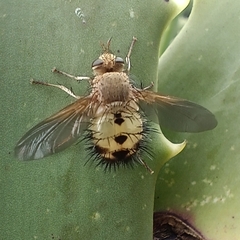 Dejeania bombylans