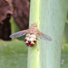 Dejeania bombylans