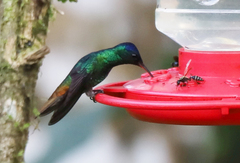 Chrysuronia oenone