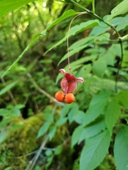 Euonymus occidentalis