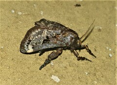 Scotinochroa inconsequens