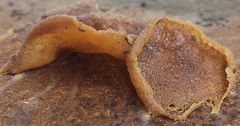 Pezizaceae