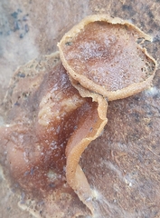 Pezizaceae