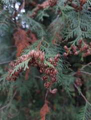 Thuja occidentalis
