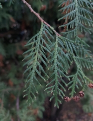 Thuja occidentalis