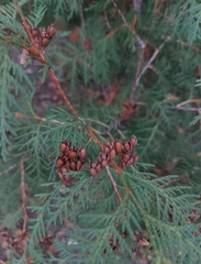 Thuja occidentalis