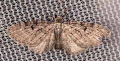 Eupithecia