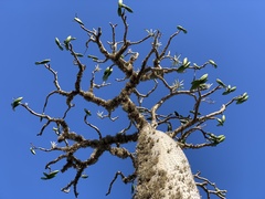 Pachypodium