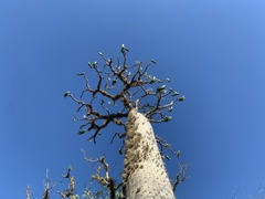 Pachypodium