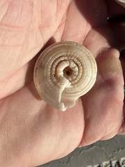 Architectonica nobilis