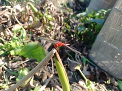 Crocothemis servilia