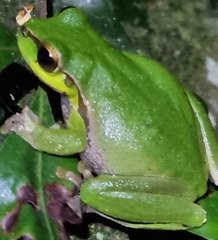 Ranoidea pearsoniana