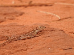 Ctenophorus isolepis