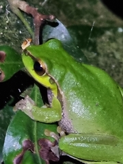 Ranoidea pearsoniana