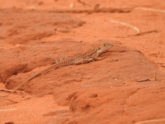 Ctenophorus isolepis