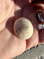 Architectonica nobilis