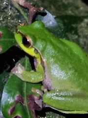 Ranoidea pearsoniana