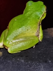 Ranoidea pearsoniana