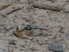 Diphlebia euphoeoides