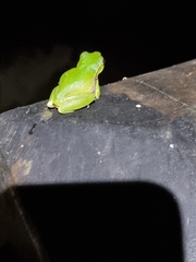 Ranoidea pearsoniana