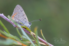 Lycaena