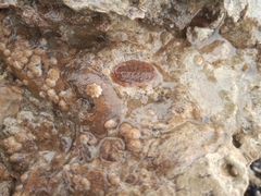 Polyplacophora