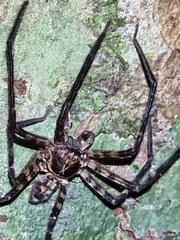 Heteropoda