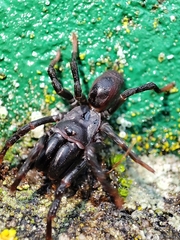 Atypus affinis