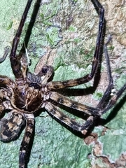 Heteropoda