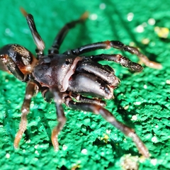 Atypus affinis
