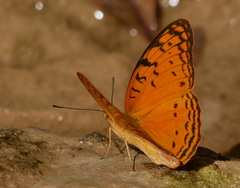 Phalanta madagascariensis