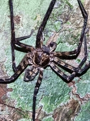 Heteropoda