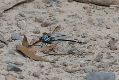 Diphlebia euphoeoides