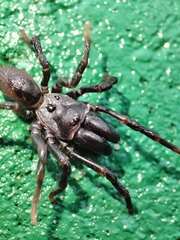 Atypus affinis