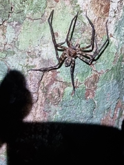 Heteropoda