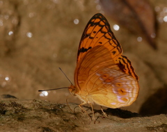 Phalanta madagascariensis