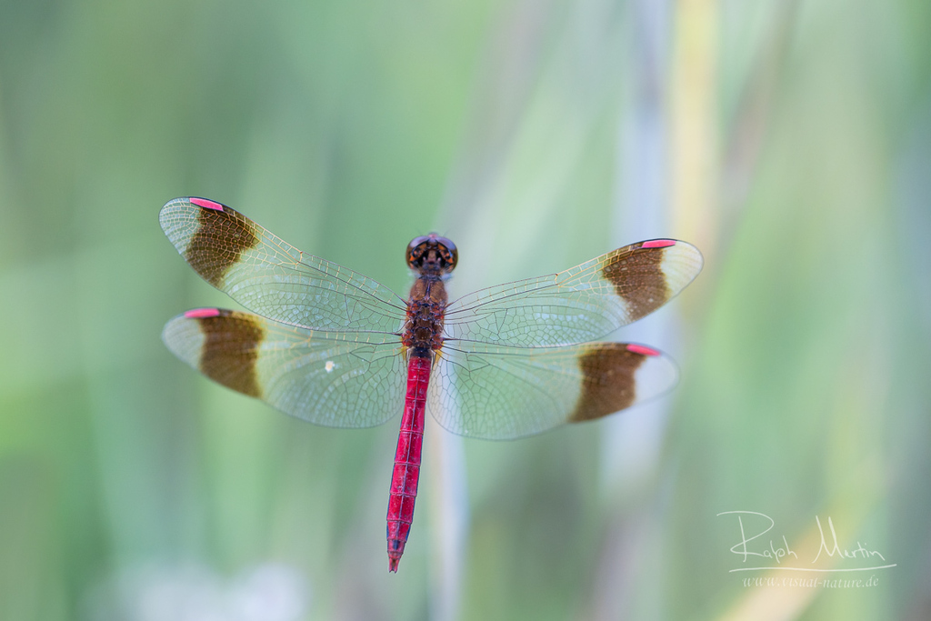 Banded Darter from Kherlen, Mongolei on August 29, 2022 at 06:29 PM by ...