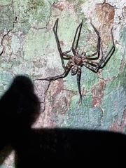 Heteropoda