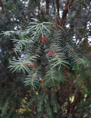 Taxus baccata