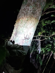 Heteropoda