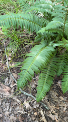 Polystichum acrostichoides