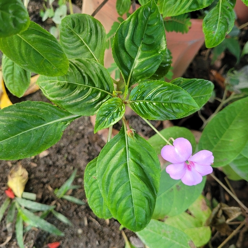 Image of Impatiens flaccida by (c) Maria Janeiro, some rights reserved (CC BY)